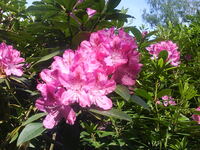 Rhododendronbl&uuml;te